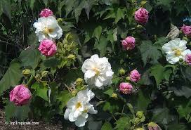 Image result for Hibiscus mutatus