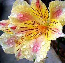 Pin By Valeria Robledo On Perennials Unusual Flowers Alstroemeria Flower Garden