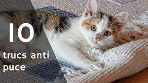 Epingle Sur Chats