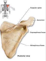 Scapula Posterior View Body Bones Anatomy And Physiology Medical Education