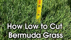 When you cut off the tips of the. How Tall To Cut Bermuda How Short To Cut Lawn Youtube