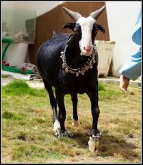 You have to choose on the basis of age and weight of the alive camel. Eid Ul Azha Black Bakra 2015 Image Shehar E Karachi News Islam Recipe Article Sport Jobs