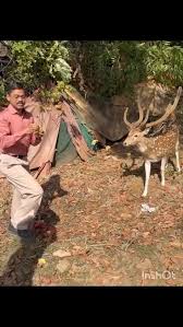 Borivali National Park Wildlife