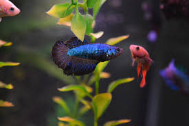 Avoid the headache of transhipping with prism bettas premium imported show bettas located in in illinois. Female Halfmoon Betta A Photo On Flickriver