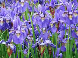 Wild spring leaf wildflower isolated. Iris Flowers Artwork Purple Irises 9 Botanical Garden Floral Art Baslee Troutman Photograph By Patti Baslee
