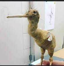 Kiwi ancestor