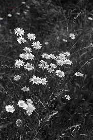 Brown trees with sun rays. Black And White Photograph Of Wild Daisies Growing In A Summer Meadow Black Black And White Picture Wall Black And White Landscape White Aesthetic Photography