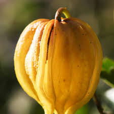 This plant will provide nectar and pollen for bees and the many other types of pollinating insects. Clematis Tangutica Clematis Orientalis Gelbe Clematis Clematis Online Kaufe