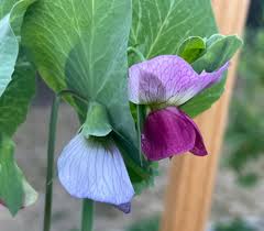 Image result for Vigna vexillata