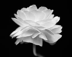 Black And White Photos Of Flowers Black And White Flowers Black And White Photographs White Picture