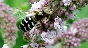 Image result for Diclis tenella