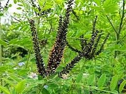 Tambahkan nama anda, bagikan dengan teman. Acacia Hitam Semuanya Dari A Hingga Z Pengeluaran Tanaman