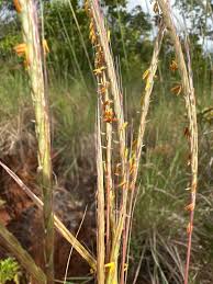 Image result for Trachypogon