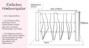 Himbeeren In 2020 Himbeeren Pflanzen Garten Himbeeren