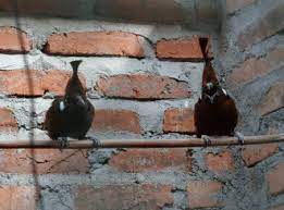Cara Pengembangbiakan Burung Cililin Dan Cara Perawatannya Burung