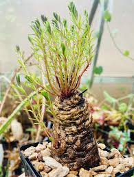 Image result for Aeollanthus subacaulis