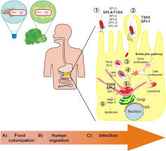 …latter is caused primarily by s. Salmonella Typhimurium General Virulence Factors A Battle Of David Against Goliath Sciencedirect