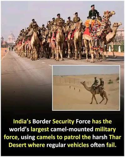 The 1st CAMEL CROP of INDIA " --- " GANGA RISALA " ! The " Bikaner State " ( Rajasthan ) had a long tradition of using " Soldier Mounted