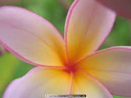 I think that this picture can be an alternative background for your laptop or pc desktop. Photo Of Plumeria Blossom Close Up Flowers Kosrae Micronesia