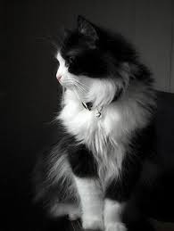 Beautiful Black And White Cat Pictures Pin Su Cats Black