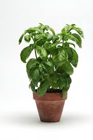 Image result for Basilicum