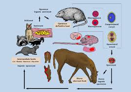 Can you share your meds with your pet? Equine Protozoal Myeloencephalitis Epm The Signs And Treatment Horsetalk Co Nz