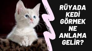 Ruyada Beyaz Kedi Gormek Ne Anlama Gelir By Pati Medium