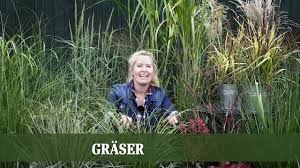 Ein kleiner garten bei dem geselligkeit im zentrum steht. Graser Schilf Farne Gunstig Online Kaufen Bei Pflanzmich De Pflegetipps