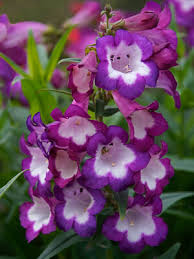 Image result for Penstemon hartwegii
