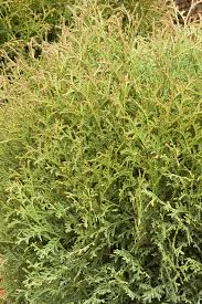 Image result for Hetaeria occidentalis