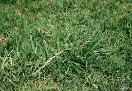 Image result for Cenchrus clandestinus