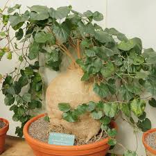 Image result for Pyrenacantha kirkii