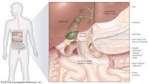 This junction is where the duodenum receives bile to. Human Digestive System Gross Anatomy Britannica