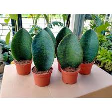 In this video, i successfully propagated leaf cuttings of whale fin snake plant / sansevieria masoniana in both soil and water. Whale Fin Snake Plant 9cm Uprooted Shopee Philippines