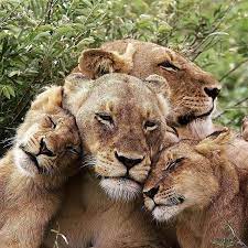 Pin By Tahnee Slater On Craft Lion Family Animals Animals Beautiful