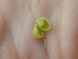 Image result for Surianaceae