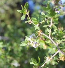 Image result for Eschenbachia stricta