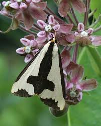 Black And White Spotted Moth Pa Hail Haploa Clymene The Upside Down Cross Moth The Most Metal Of All Moths The Clymene Moth Haploa Clymene A Me Moth Colorful Animals Upside Down Cross