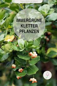 Immergrune Kletterpflanzen Als Sichtschutz Fur Balkon Terrasse Oder Garten Sichtschutz Garten Balkon F Kletterpflanzen Immergrun Kletterpflanzen Pflanzen