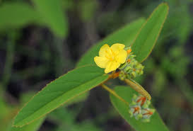 Image result for Melhania forbesii