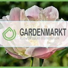 Ebenso empfehle ich, die krüge von namhaften haben lieferanten zu kaufen. Pfingstrosen Im Kubel Pfingstrose Paeonia De