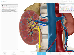 Anatomy 3d atlas allows you to study human anatomy in an easy and interactive way. Human Anatomy Atlas 2020 V2020 0 69 Paid Obb Latest Apk4free