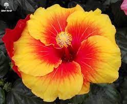 Questa specie è perenne e nasce nel nord america, ha fiori a forma di campanula che possono essere di colore rosa o rosso e hanno il loro sviluppo nella stagione estiva. Pin Su Ibiscus