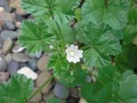 These pictures of lawn weeds are organized alphabetically. Lawn Weed Identification Identify Weeds Weed Photos