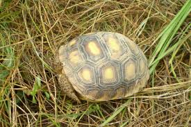 Image result for Gopher turtle