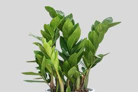 Image result for Zamiokulkas Zamioculcas