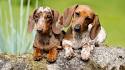 PuppyFind | Dachshund Puppies for Sale