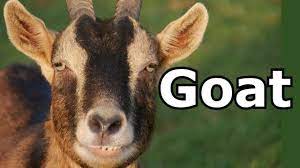 (so is using your forehead in boxing.) is pepperoni made from a goat? Goat Sounds Goat Pictures The Sound A Goat Makes Animal Sounds Youtube