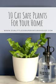 The awesome thing about these cat safe plants (and plants in general) is that they help to clean the air in your house. 10 Cat Safe Plants For Your Home Our Little Suburban Farmhouse