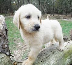 Mixed between the poodle and the golden retriever, the goldendoodle (or groodle) makes the perfect companion for families and new dog owners. Standard Size F1 English Cream Goldendoodle Puppies For Sale In Brooksville Florida Classified Americanlisted Com
